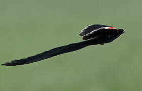 Long-tailed Widowbird