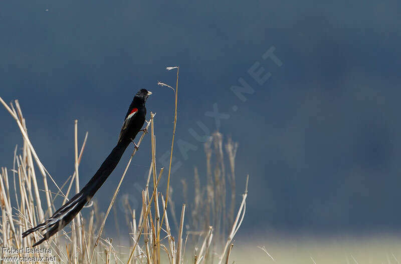 Long-tailed Widowbird male adult breeding, habitat