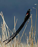 Long-tailed Widowbird