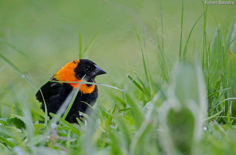 Black Bishop male, close-up portrait