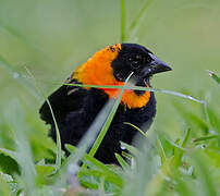 Black Bishop