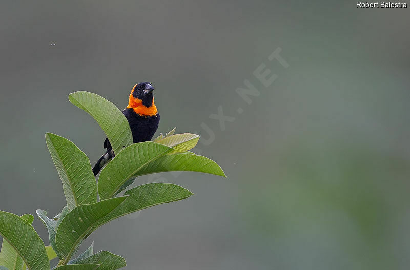 Black Bishop