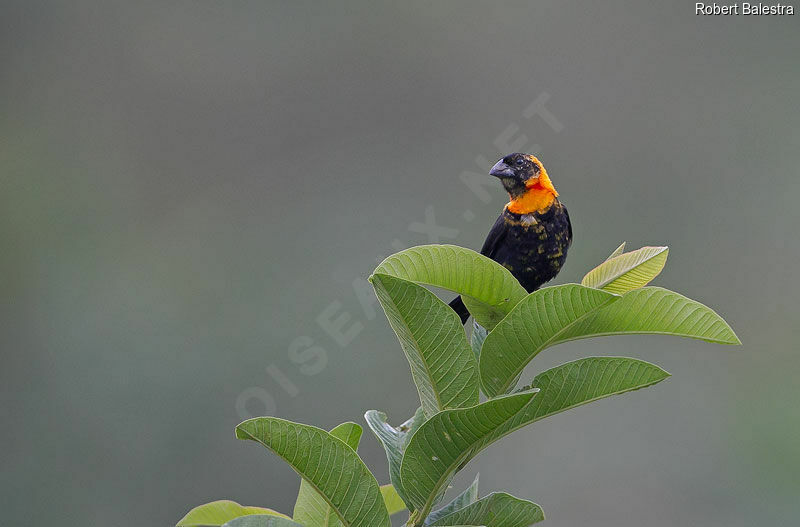 Black Bishop