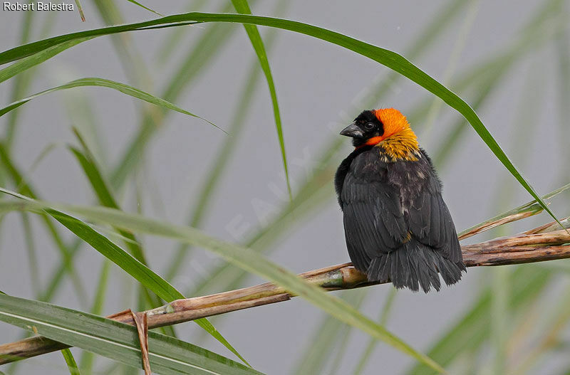 Black Bishop male