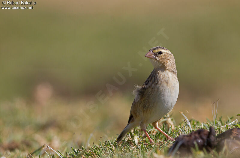 Northern Red Bishop female