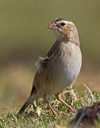 Northern Red Bishop