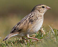 Northern Red Bishop