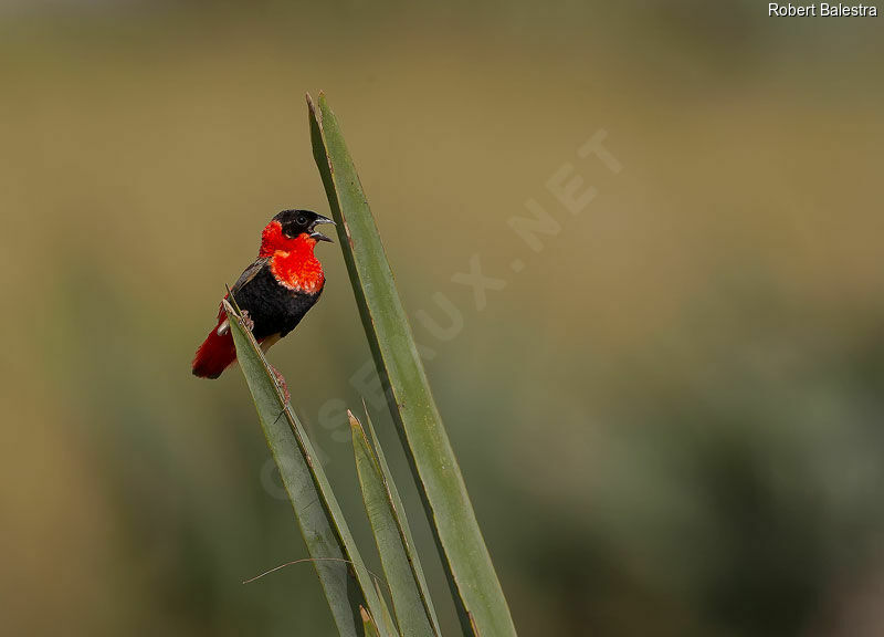 Northern Red Bishop