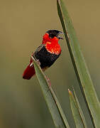 Northern Red Bishop