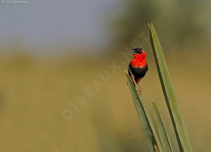 Northern Red Bishop