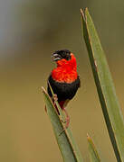 Northern Red Bishop