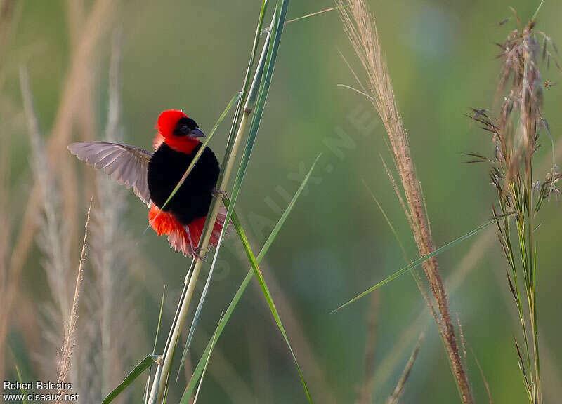 Northern Red Bishop male adult breeding