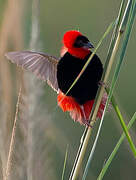 Northern Red Bishop