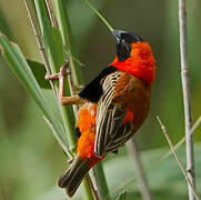 Southern Red Bishop