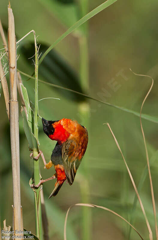 Southern Red Bishop male adult, Reproduction-nesting