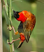 Southern Red Bishop