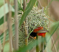 Southern Red Bishop