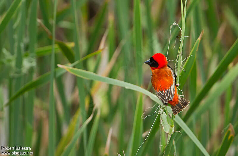 Southern Red Bishop male adult, Reproduction-nesting, Behaviour