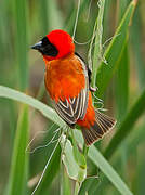 Southern Red Bishop