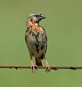 Southern Red Bishop