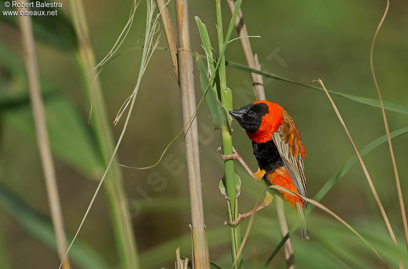 Southern Red Bishop male adult