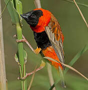 Southern Red Bishop