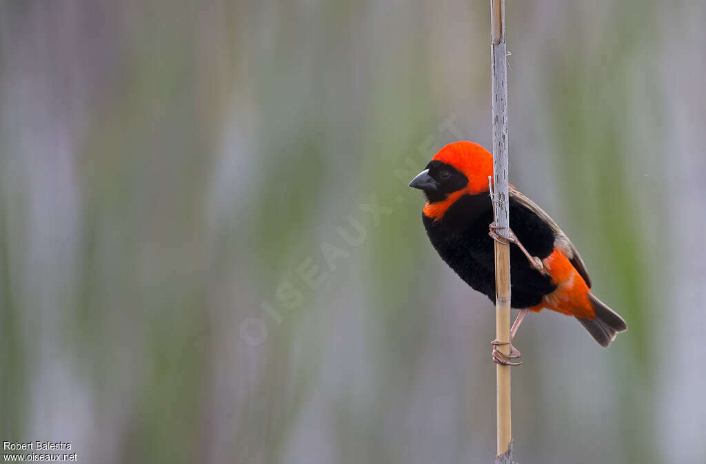 Southern Red Bishop male adult breeding, pigmentation