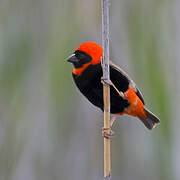 Southern Red Bishop