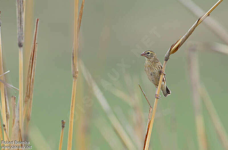 Yellow-crowned Bishop female adult, habitat, pigmentation