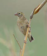 Yellow-crowned Bishop