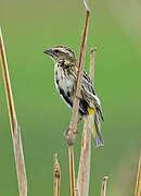 Yellow-crowned Bishop