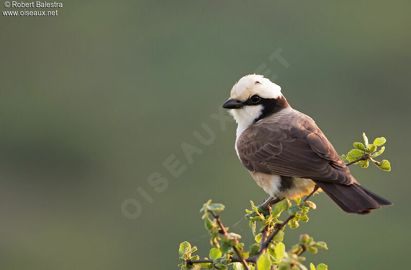 Northern White-crowned Shrikeadult