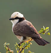 Northern White-crowned Shrike