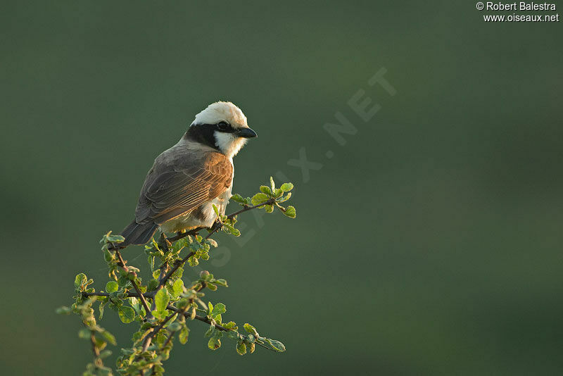 Northern White-crowned Shrikeadult