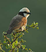 Northern White-crowned Shrike