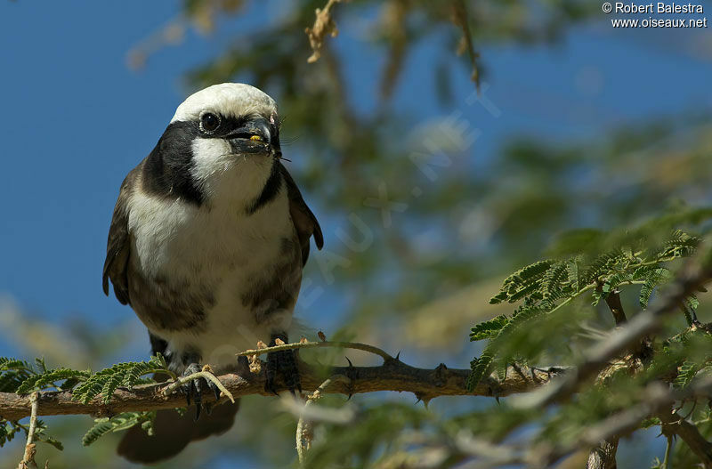 Northern White-crowned Shrikeadult