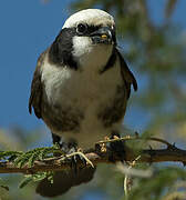 Northern White-crowned Shrike