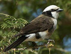 Northern White-crowned Shrike