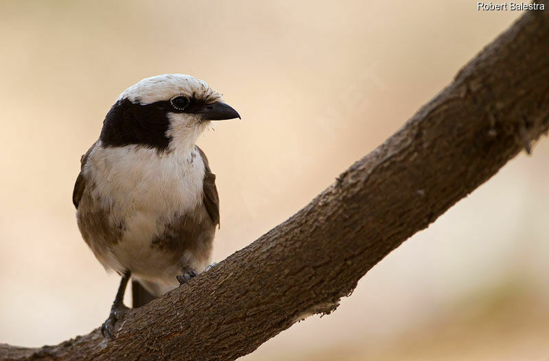 Northern White-crowned Shrike