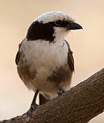 Northern White-crowned Shrike