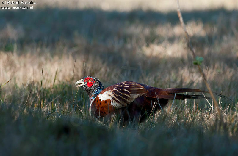 Common Pheasant