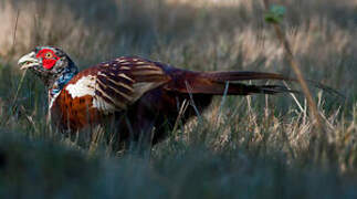 Common Pheasant