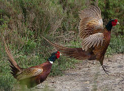 Common Pheasant