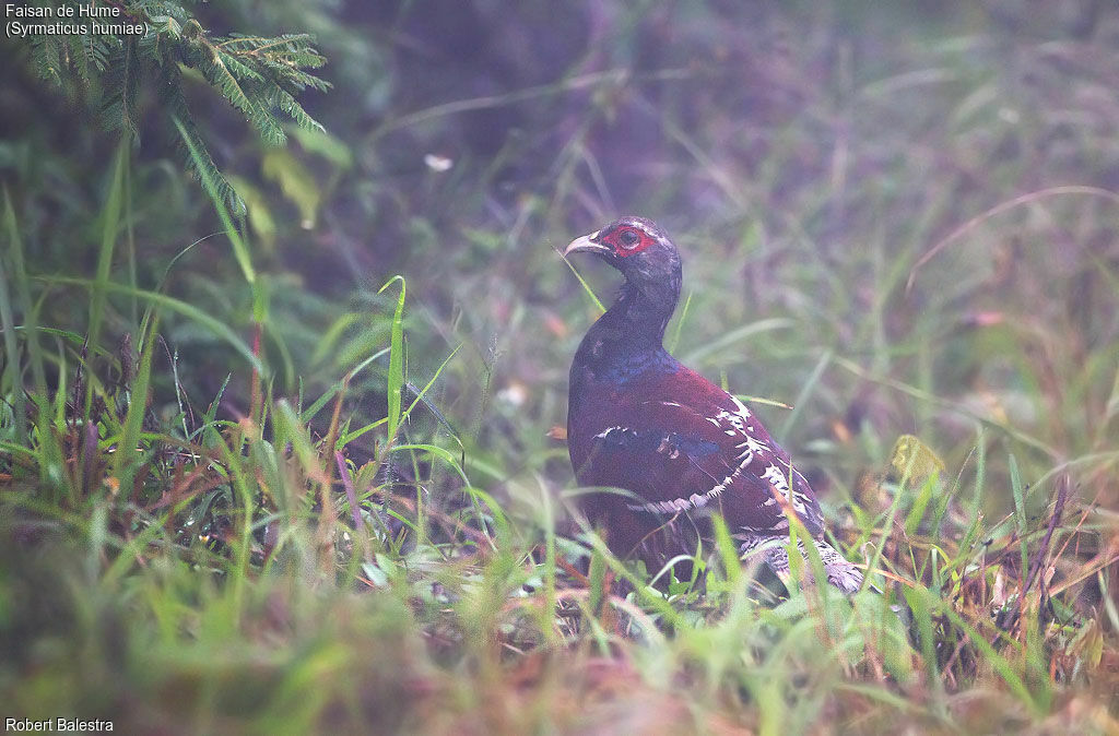 Faisan de Hume mâle