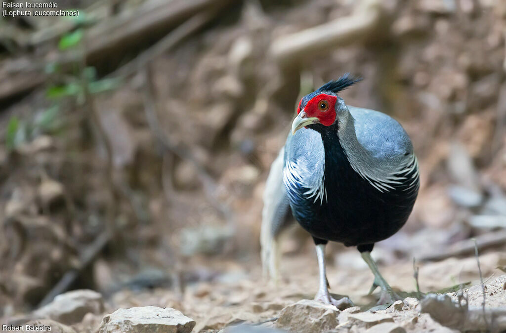 Kalij Pheasant male