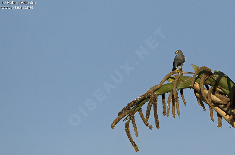 Grey Kestrel