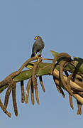 Grey Kestrel