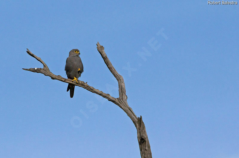 Grey Kestrel