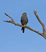 Grey Kestrel