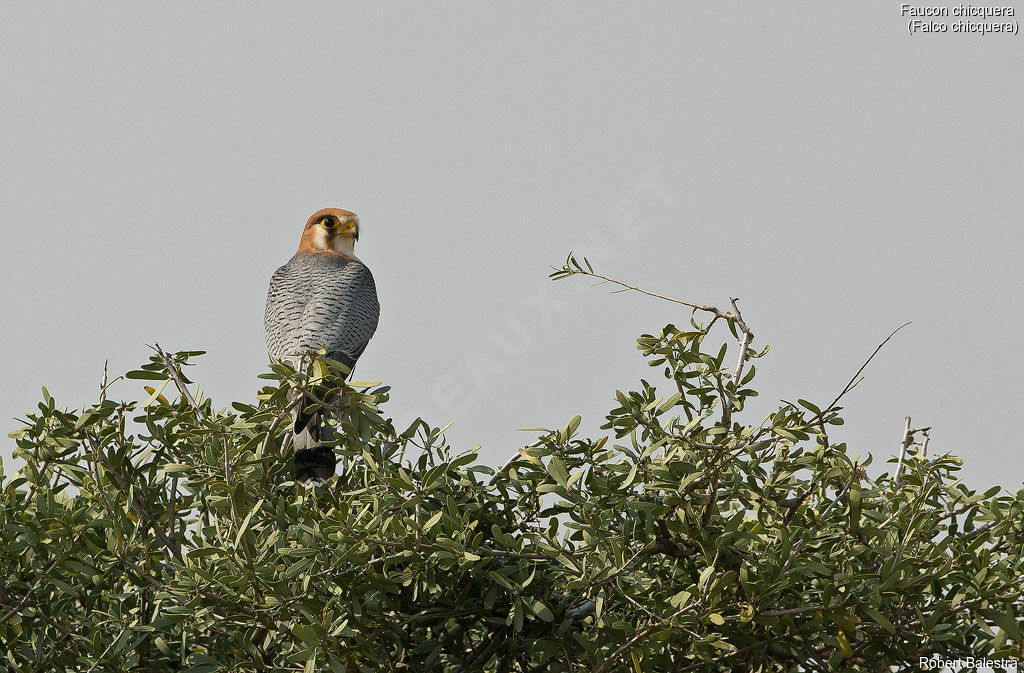 Red-necked Falcon